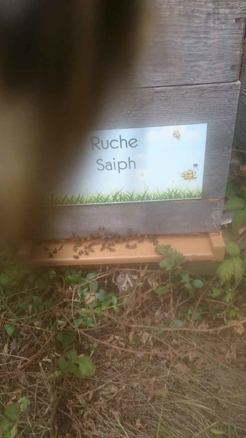 La ruche