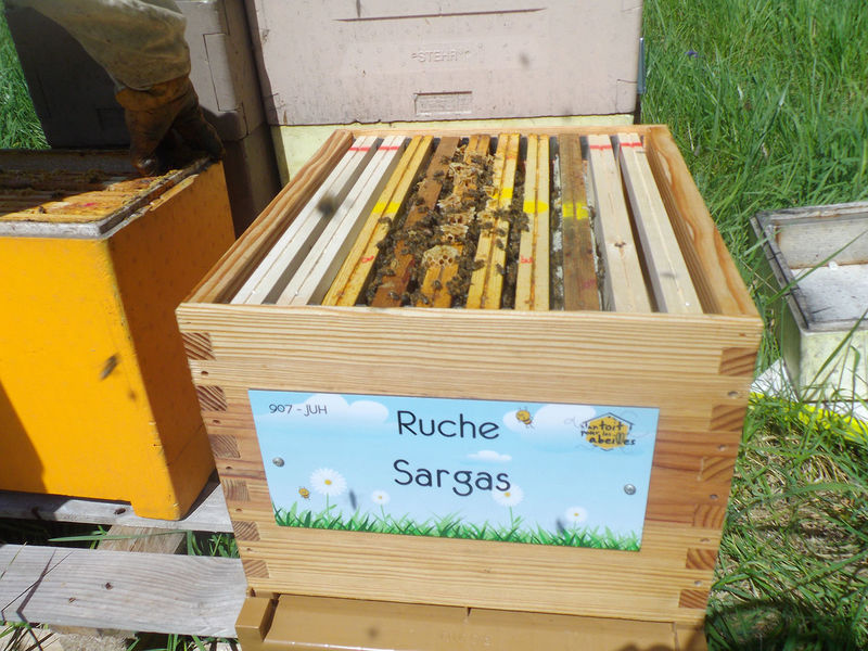La ruche Sargas