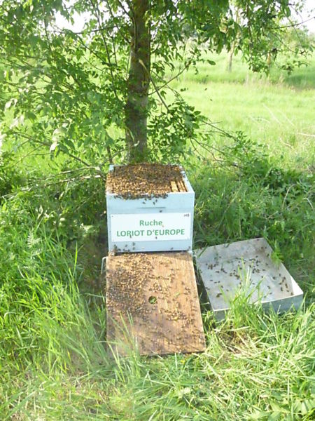 La ruche