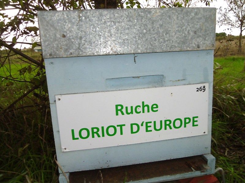 La ruche Loriot d europe