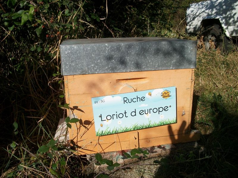 La ruche Loriot d europe