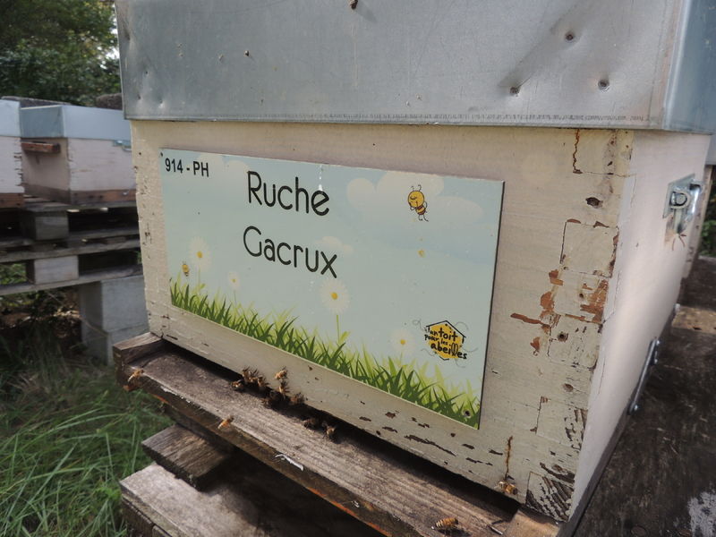 La ruche Gacrux