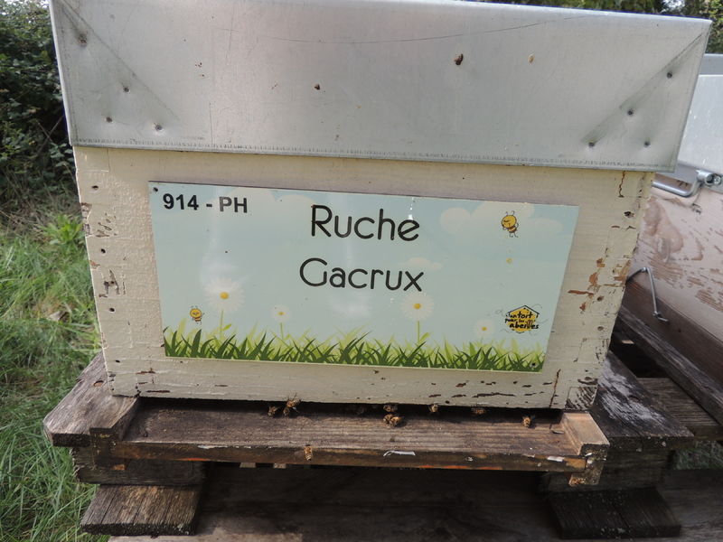 La ruche Gacrux