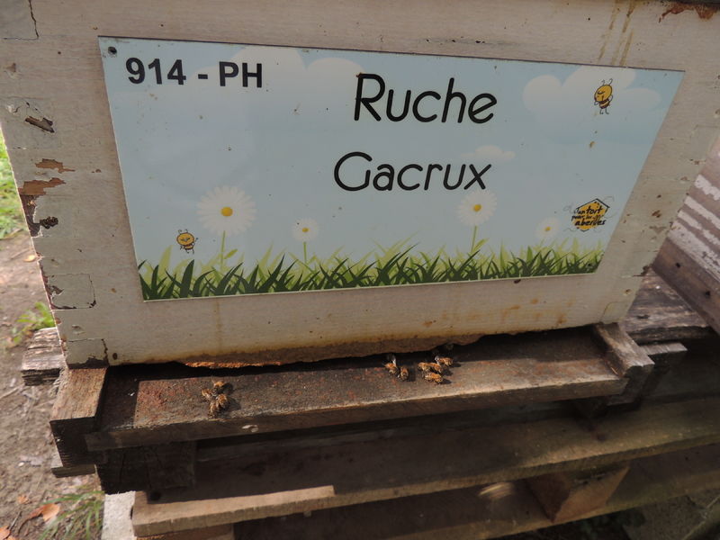 La ruche Gacrux