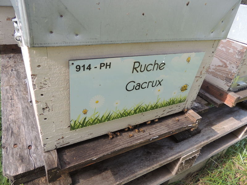 La ruche Gacrux