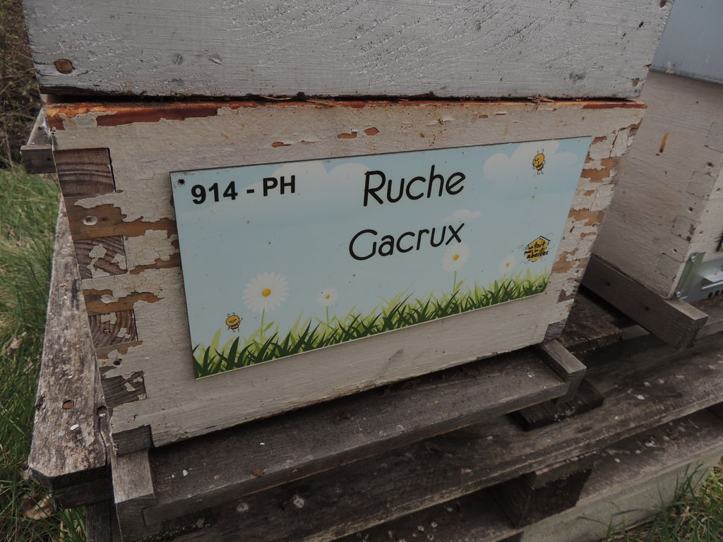 La ruche Gacrux