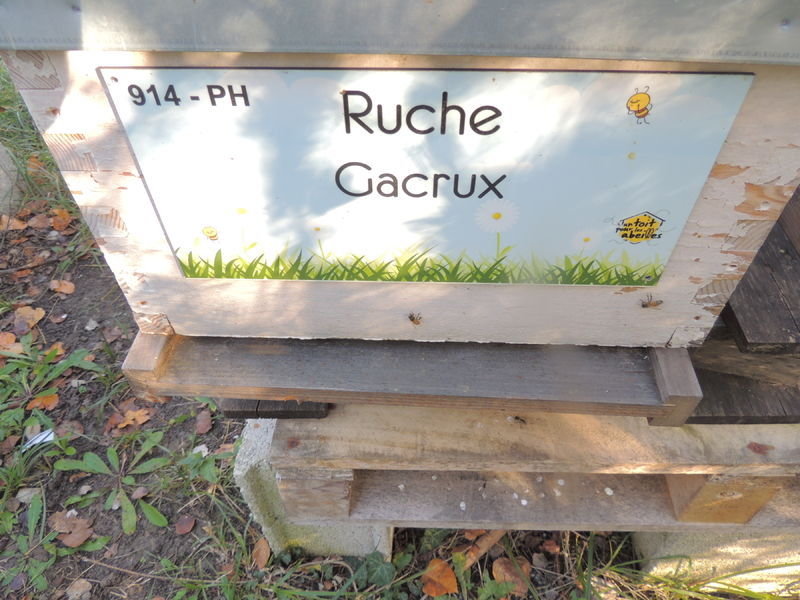 La ruche Gacrux