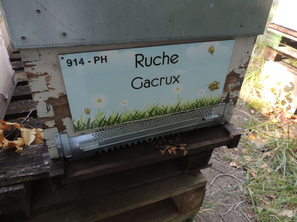 La ruche Gacrux