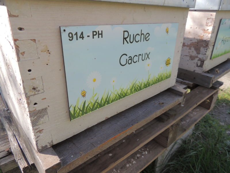 La ruche Gacrux
