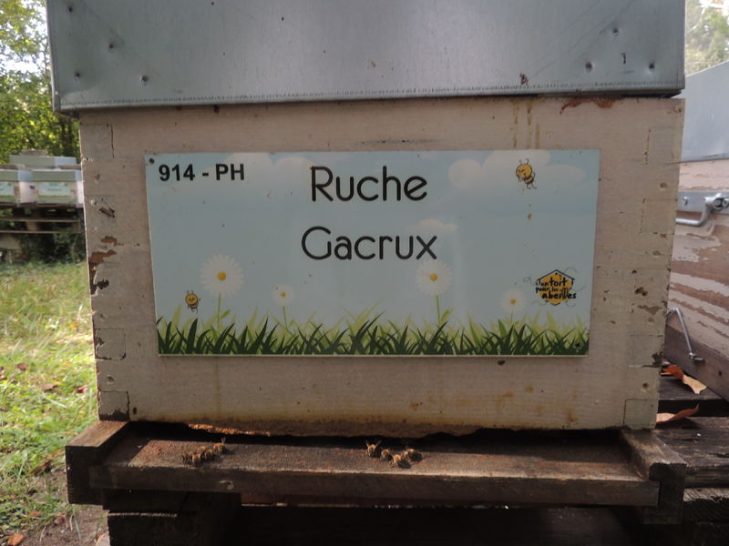 La ruche Gacrux