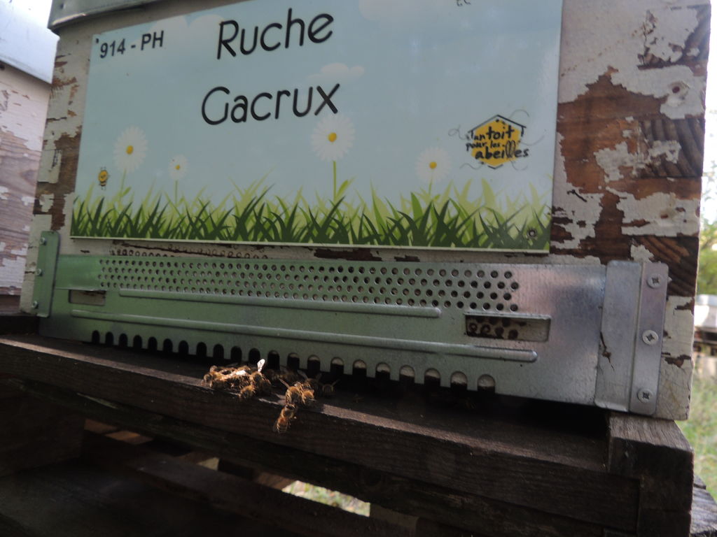 La ruche Gacrux