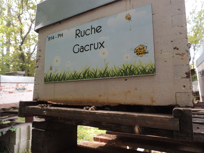 La ruche Gacrux