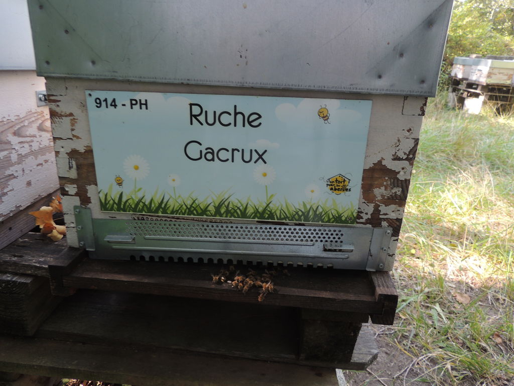 La ruche Gacrux