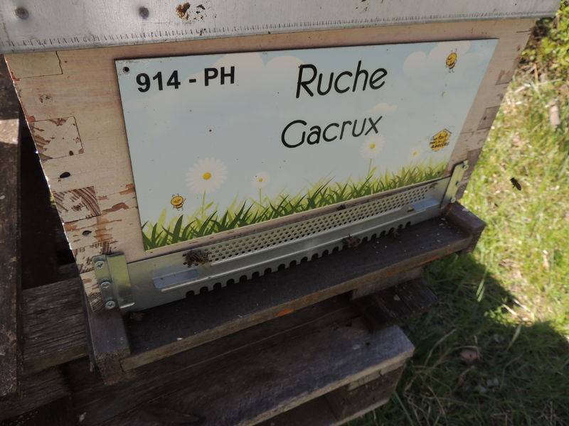 La ruche Gacrux