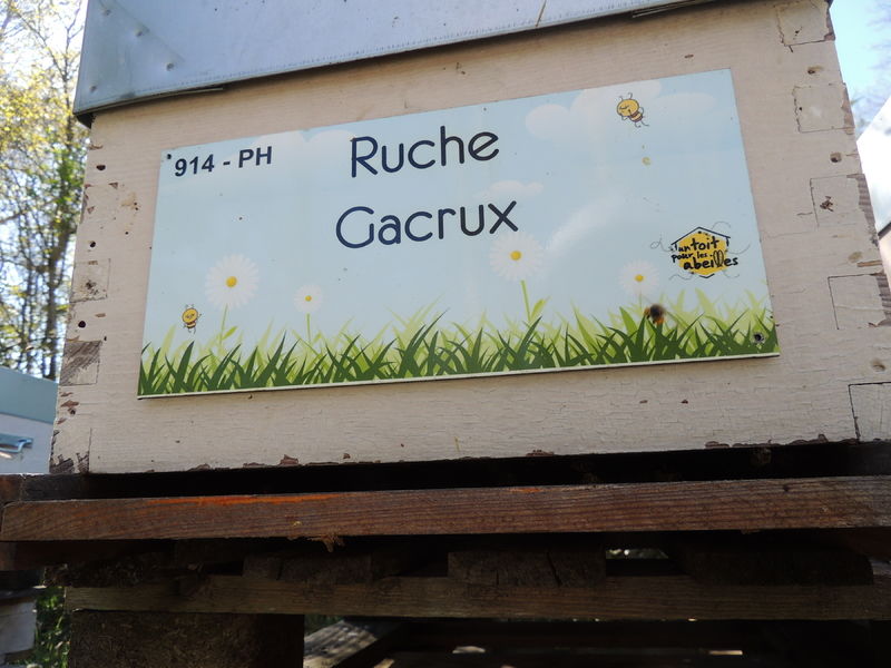 La ruche Gacrux