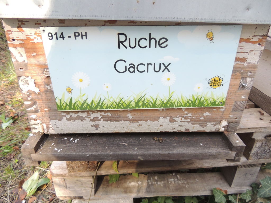 La ruche Gacrux