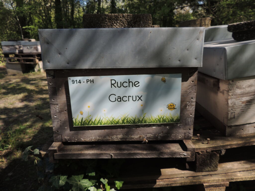 La ruche Gacrux