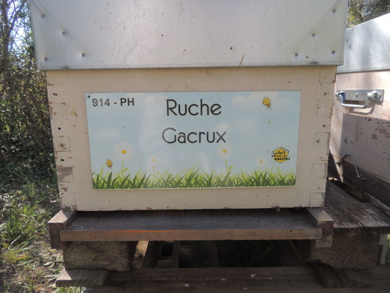 La ruche Gacrux