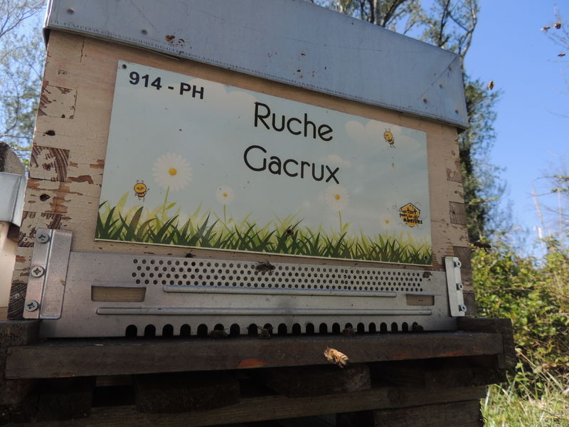 La ruche Gacrux