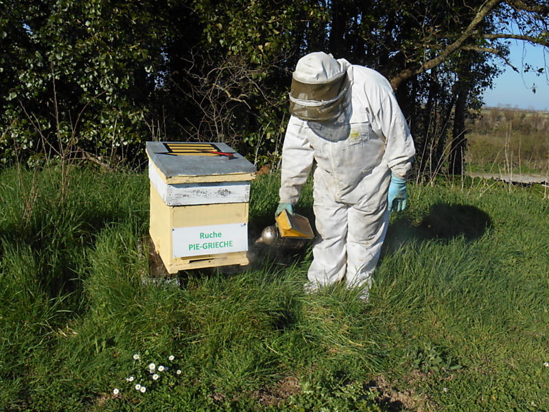 La ruche Pie-grièche