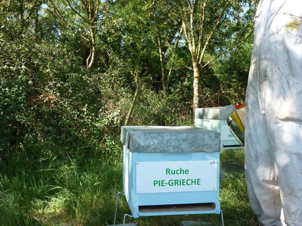 La ruche Pie-grièche