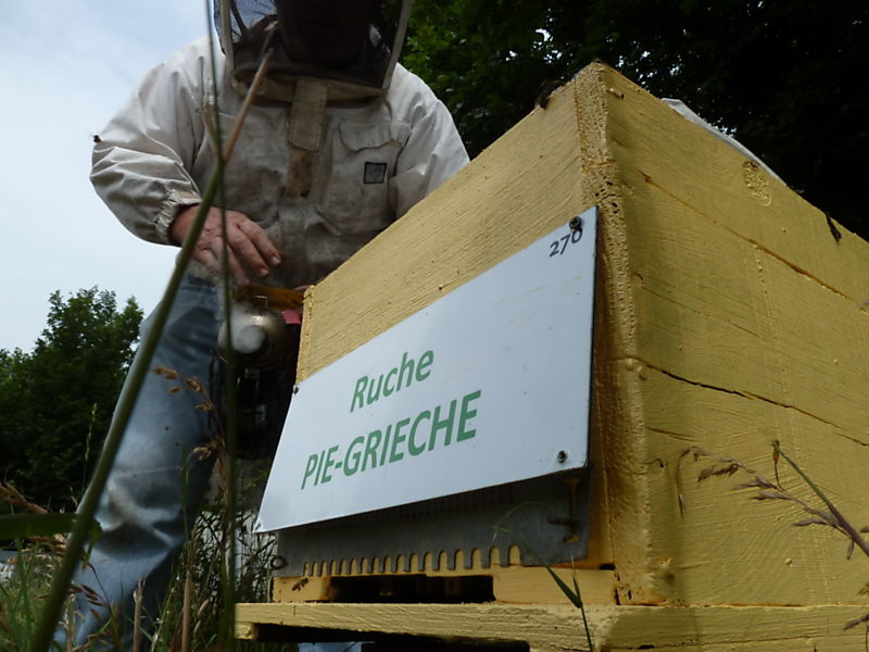 La ruche Pie-grièche