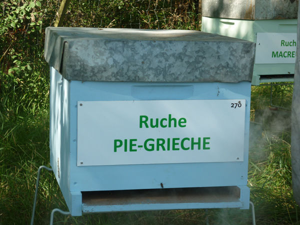 La ruche Pie-grièche