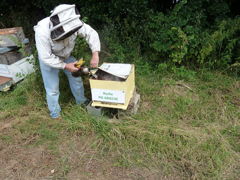 La ruche Pie-grièche