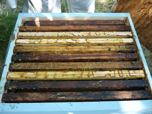 La ruche Pie-grièche