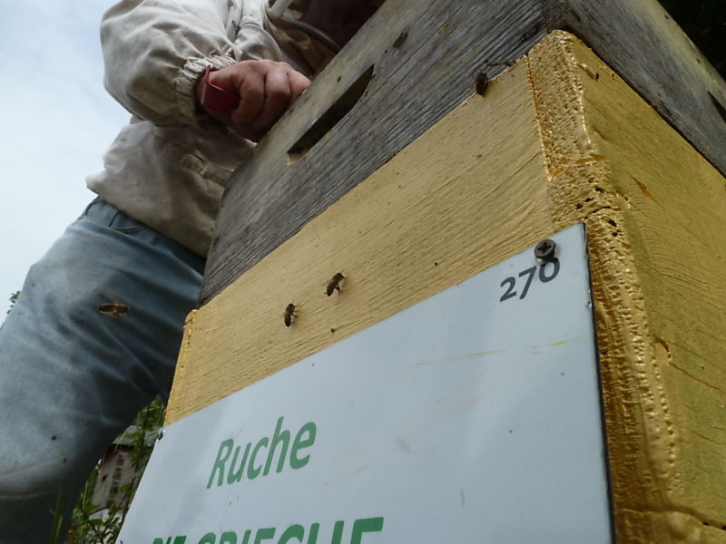 La ruche Pie-grièche