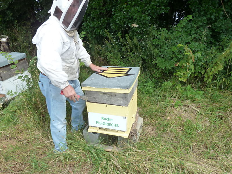 La ruche Pie-grièche