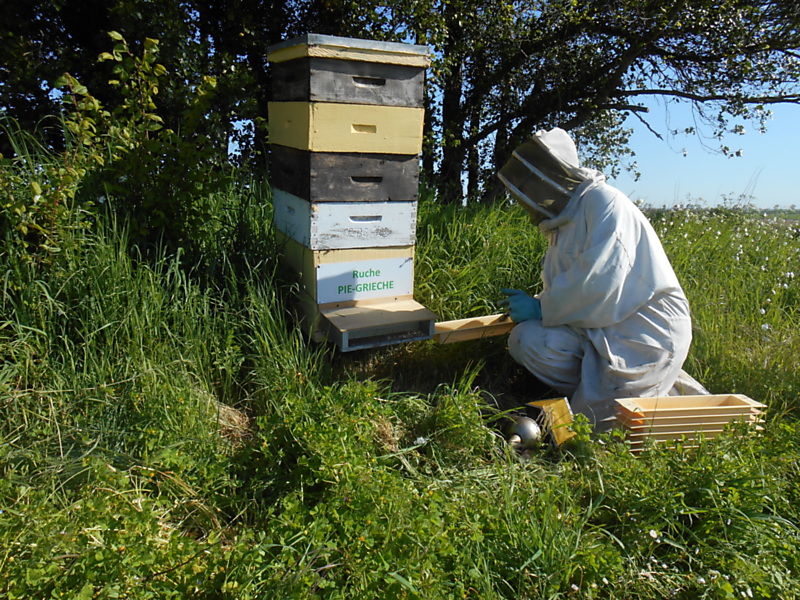 La ruche Pie-grièche