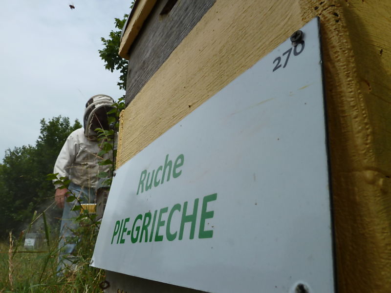La ruche Pie-grièche