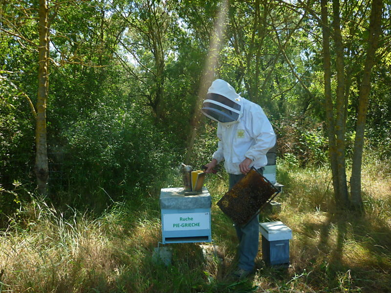 La ruche Pie-grièche