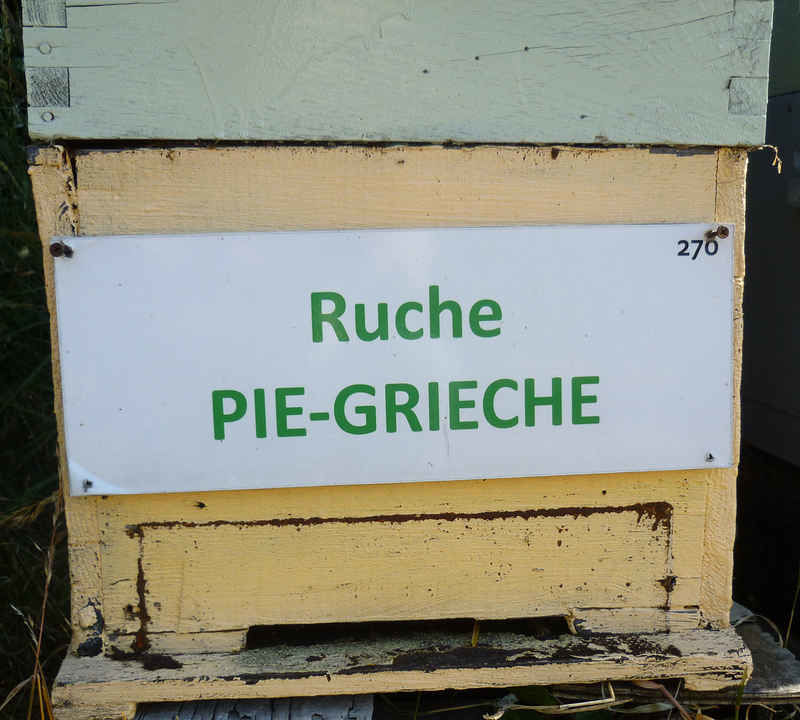 La ruche Pie-grièche