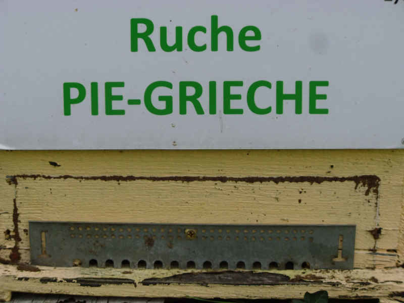 La ruche Pie-grièche