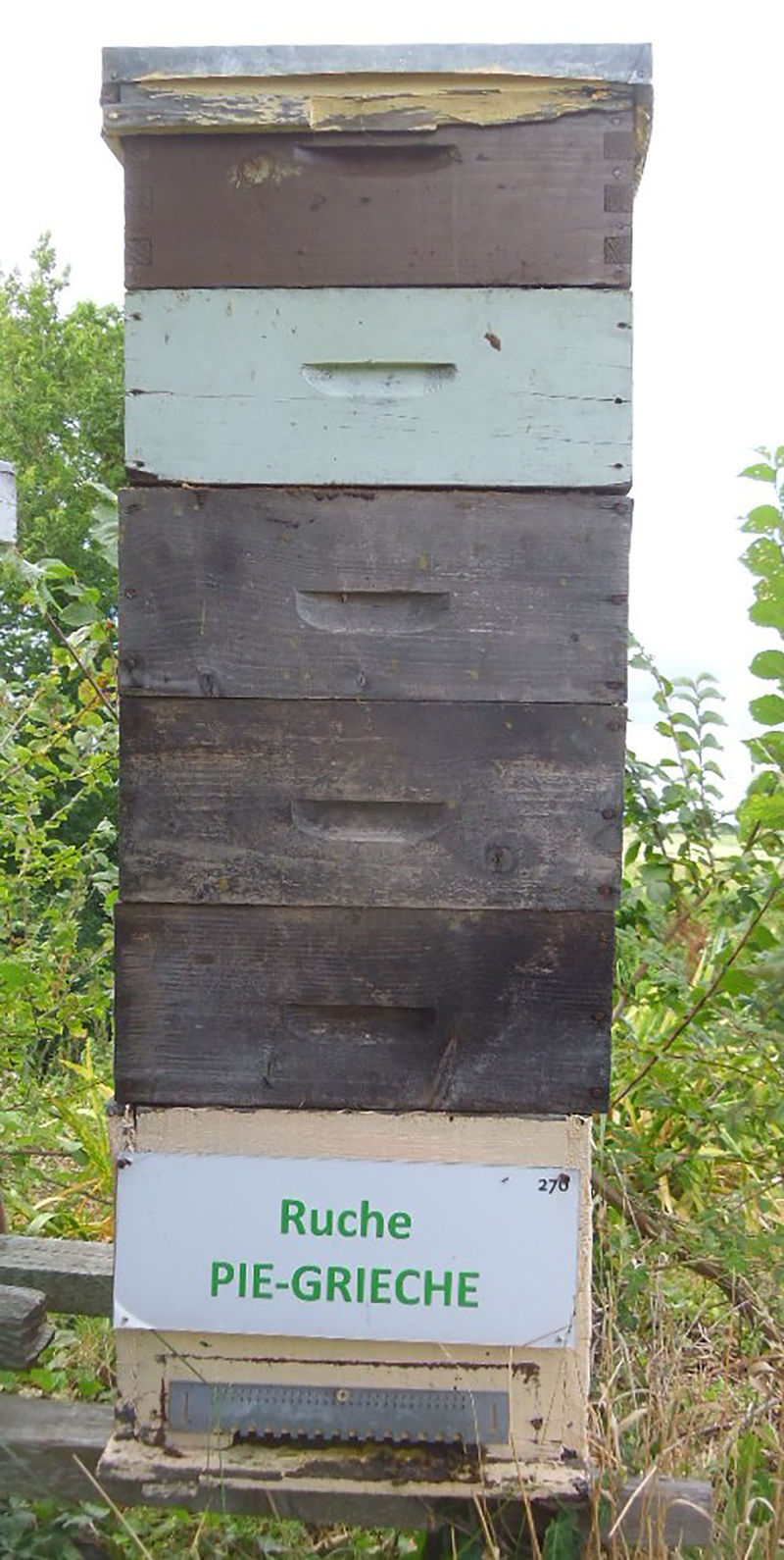 La ruche Pie-grièche