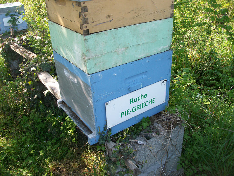La ruche Pie-grièche