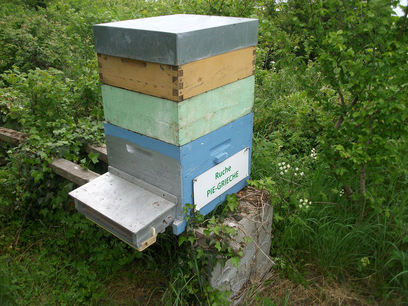 La ruche Pie-grièche