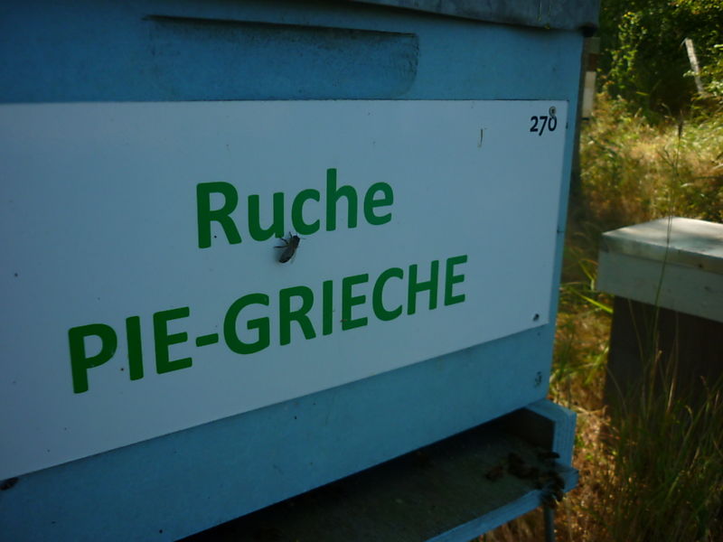 La ruche Pie-grièche