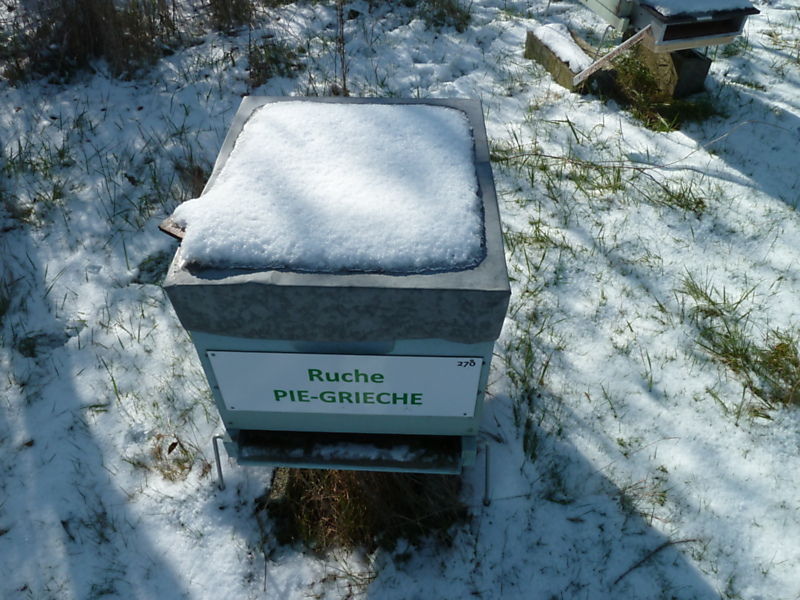 La ruche Pie-grièche