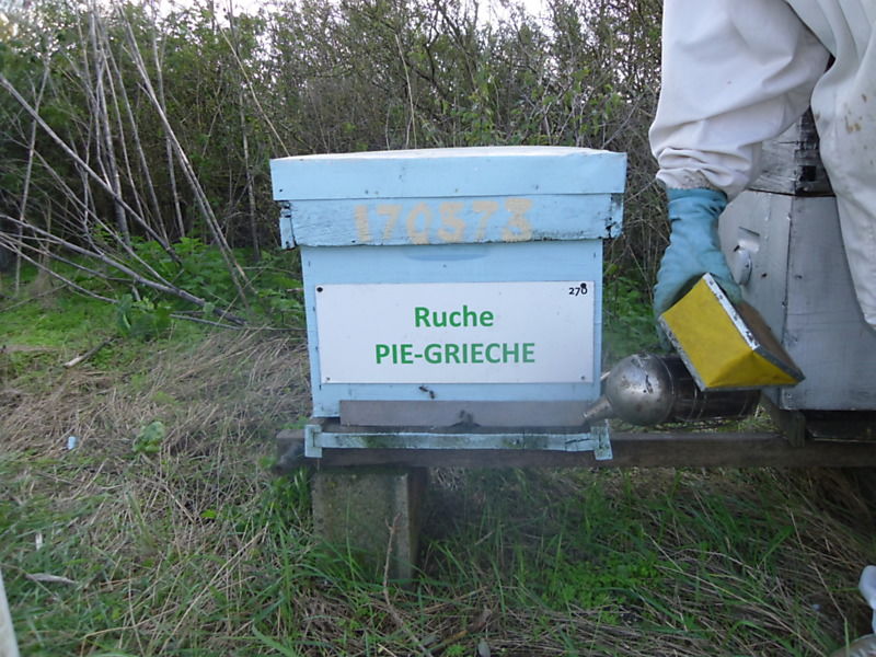 La ruche Pie-grièche