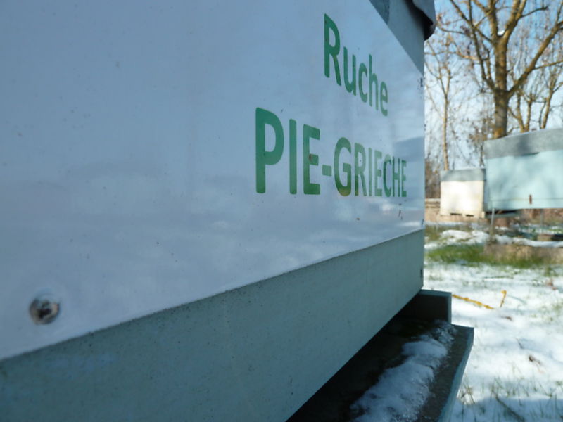 La ruche Pie-grièche