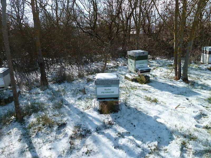 La ruche Pie-grièche