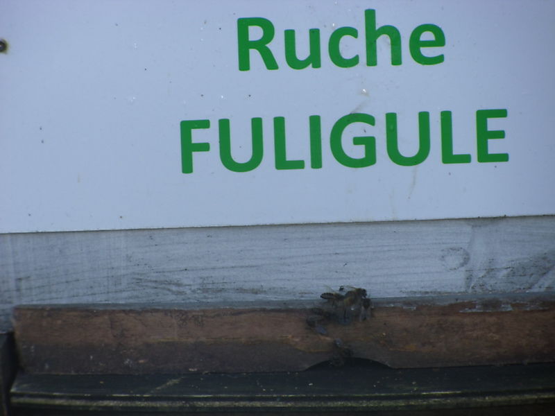 La ruche Pie-grièche