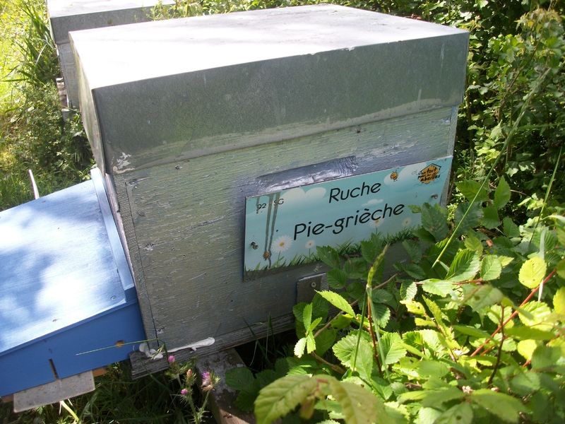 La ruche Pie-grièche