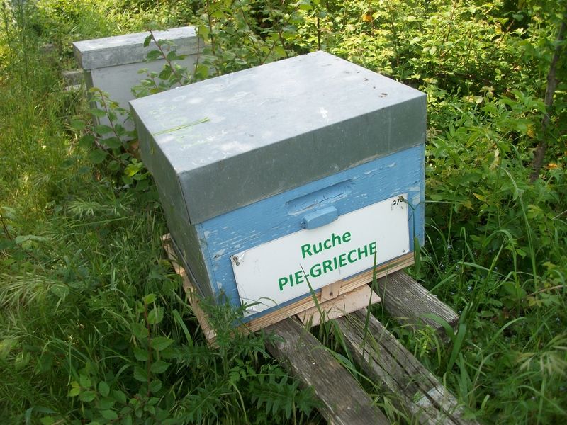 La ruche Pie-grièche