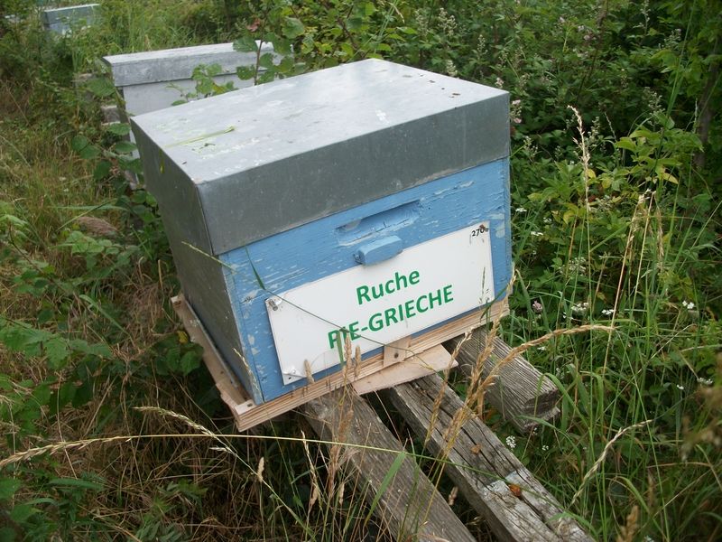 La ruche Pie-grièche