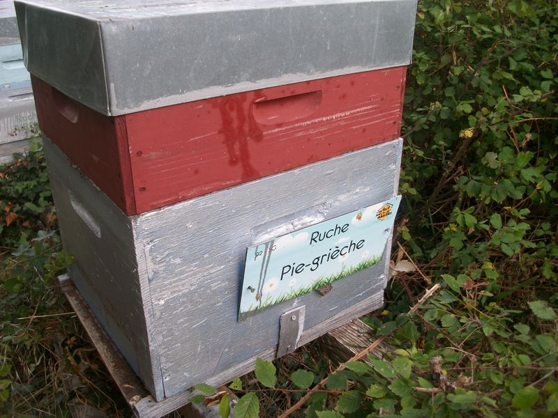 La ruche Pie-grièche