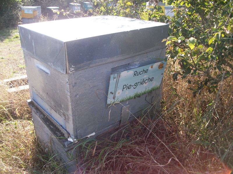 La ruche Pie-grièche